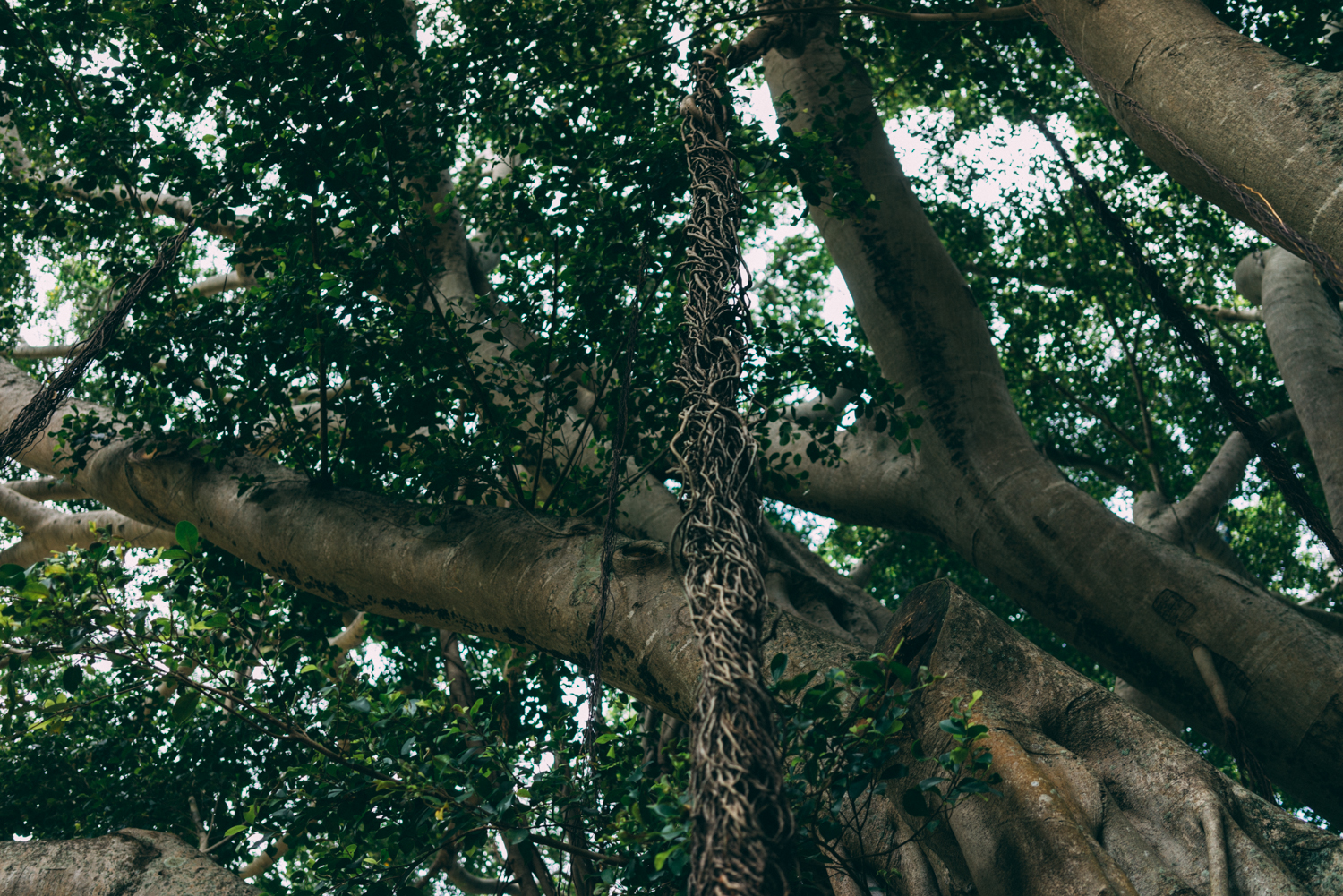 Thicker Roots 