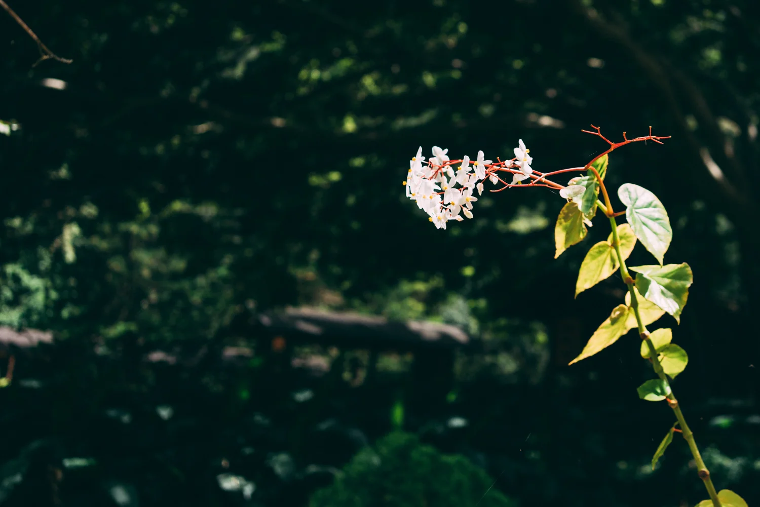 The tree can be seen in the background. This flower was growing from the Portuguese gardens 