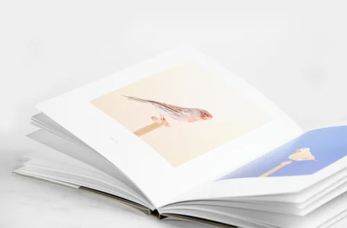 LUKE STEPHENSON - An Incomplete Dictionary of Show Birds