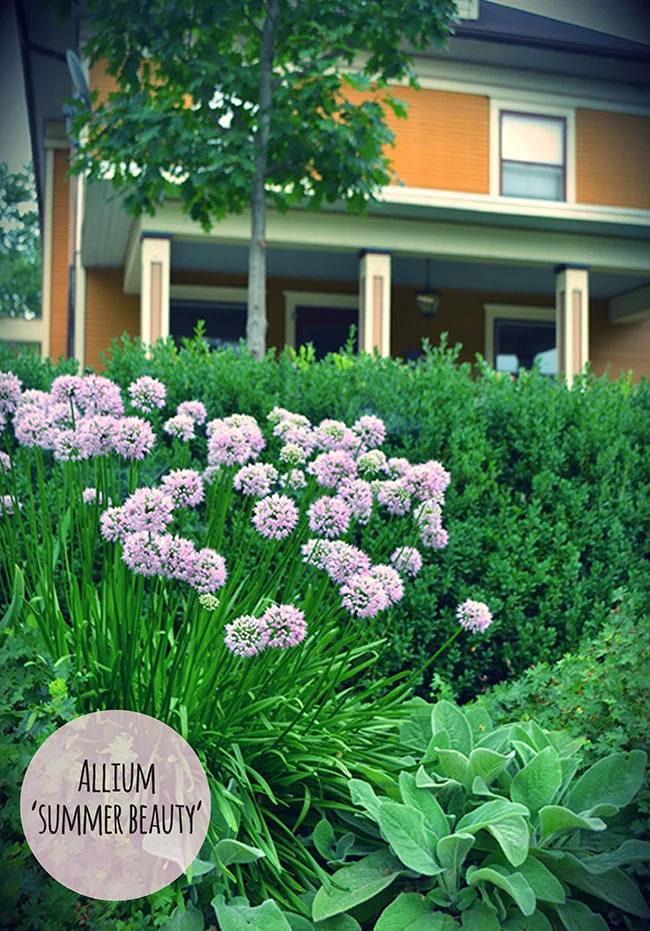 Allium Comparison3.jpg