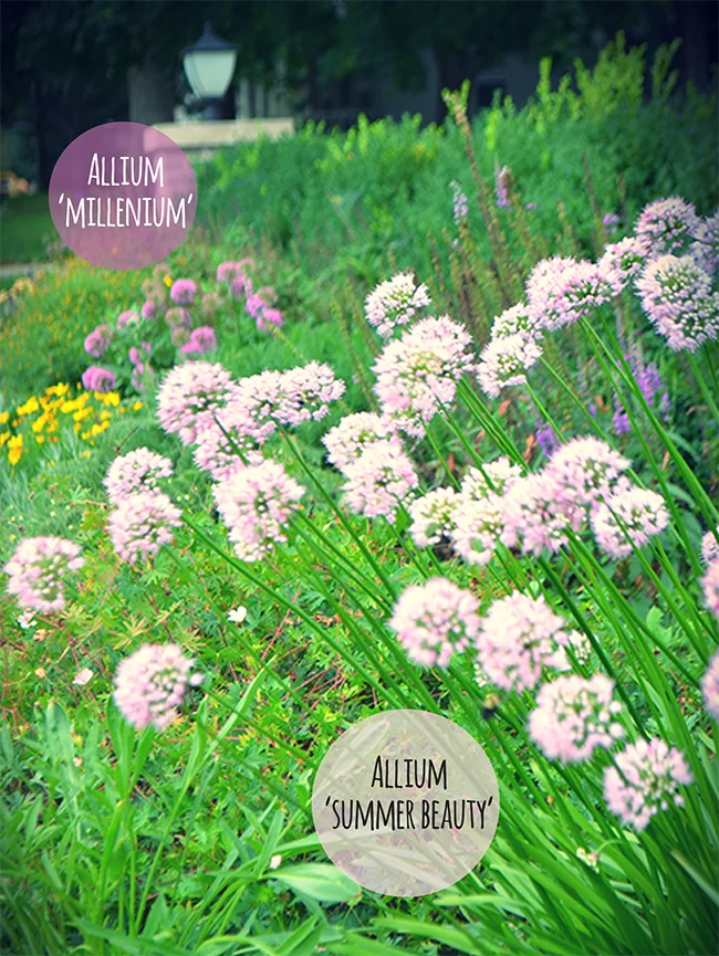 This image shows how different the purples are for each allium. 'Millennium' is much darker.