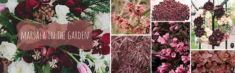 photos via 1. green wedding shoes , 2. monrovia ( acer palmatum var. dissectum 'inaba shidare') , 3. monrovia ( hamamelis x intermedia 'diane') , 4. monrovia ( sedum spurium 'bronze carpet') , 5. monrovia ( weigela florida 'dark horse') , 6. monrovia ( h euchera x 'mahogany) and 7. brides magazine uk .