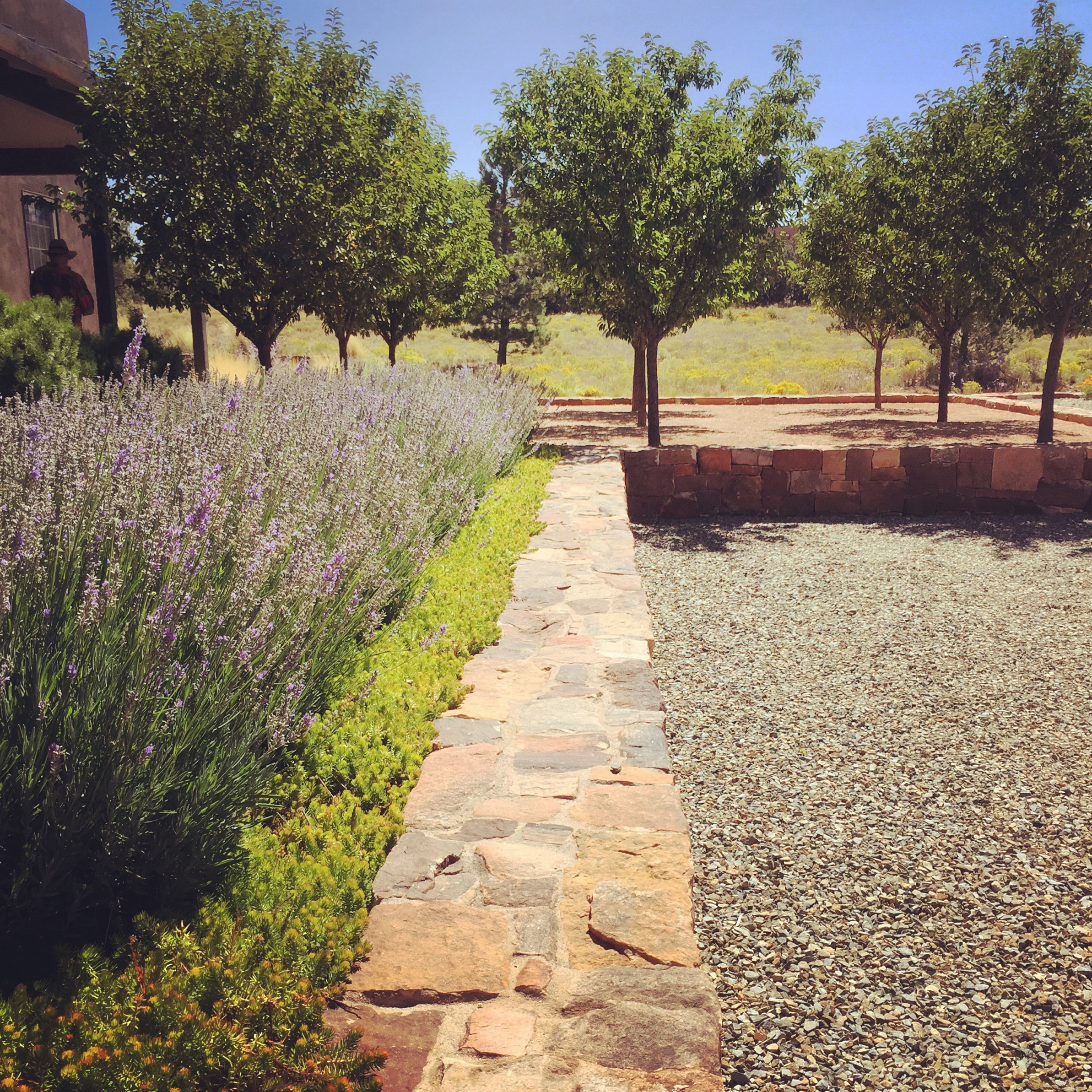 These lavender photos were taken in Santa Fe, New Mexico.