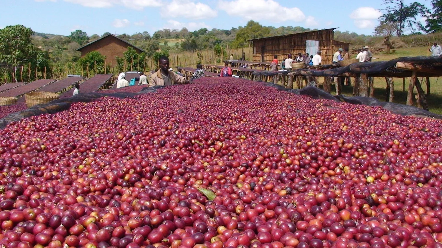 sidamo+ethiopia.jpg