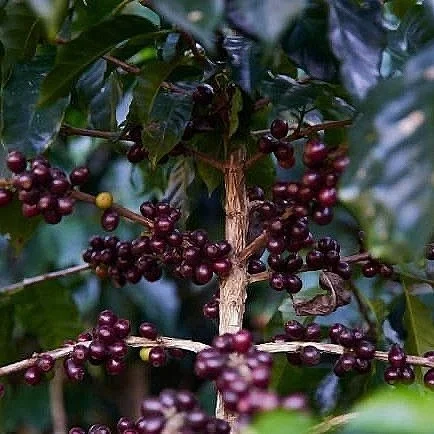 Cafe_Imports_Guatemala_DP-2022-05-10-130751.jpg
