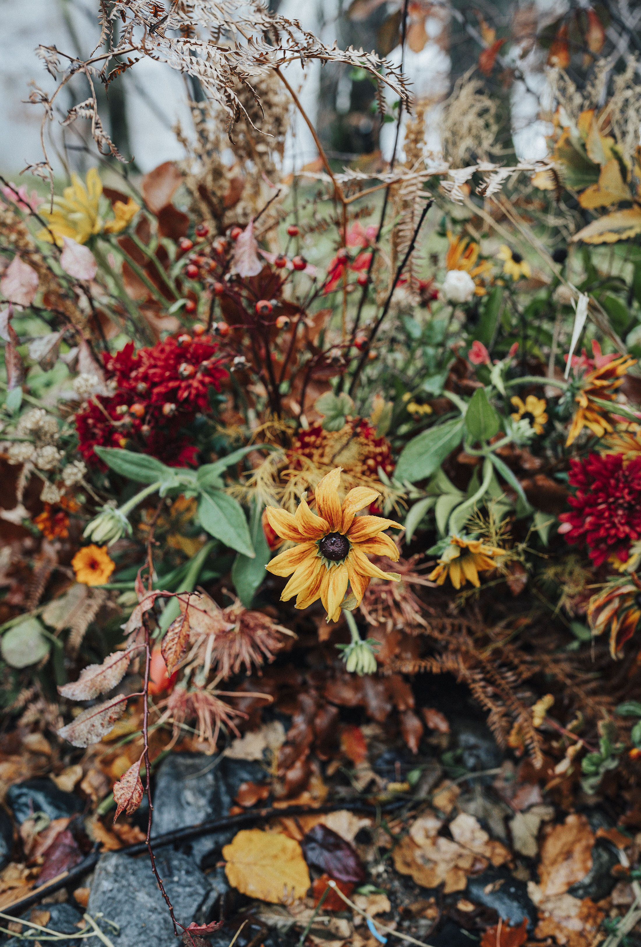 BALLINTAGGART_FARM_MICRO_WEDDING_PJ_PHILLIPS_PHOTOGRAPHY_67.jpg