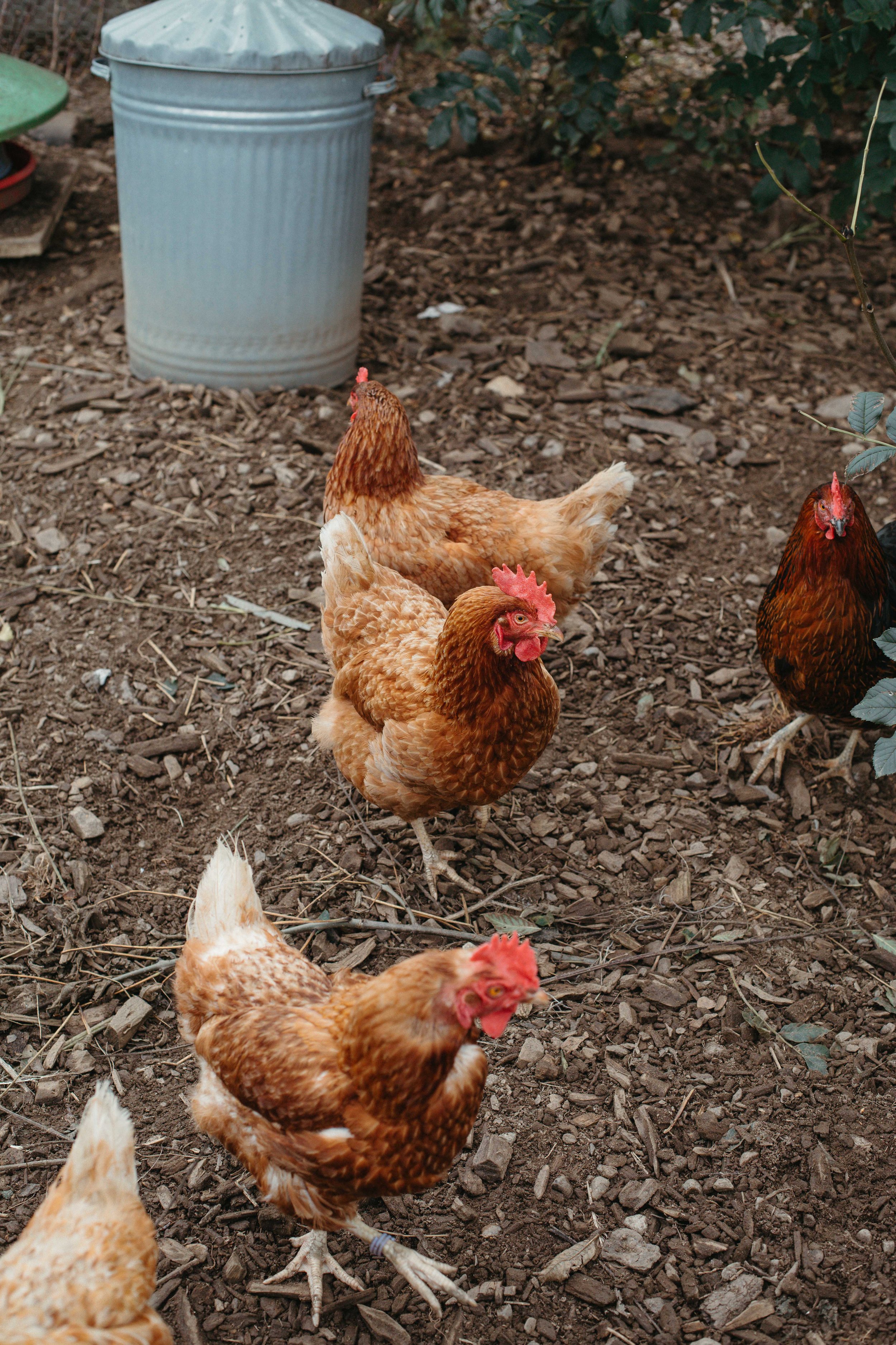 BALLINTAGGART_FARM_WEDDING_PJ_PHILLIPS_PHOTOGRAPHY33.jpg