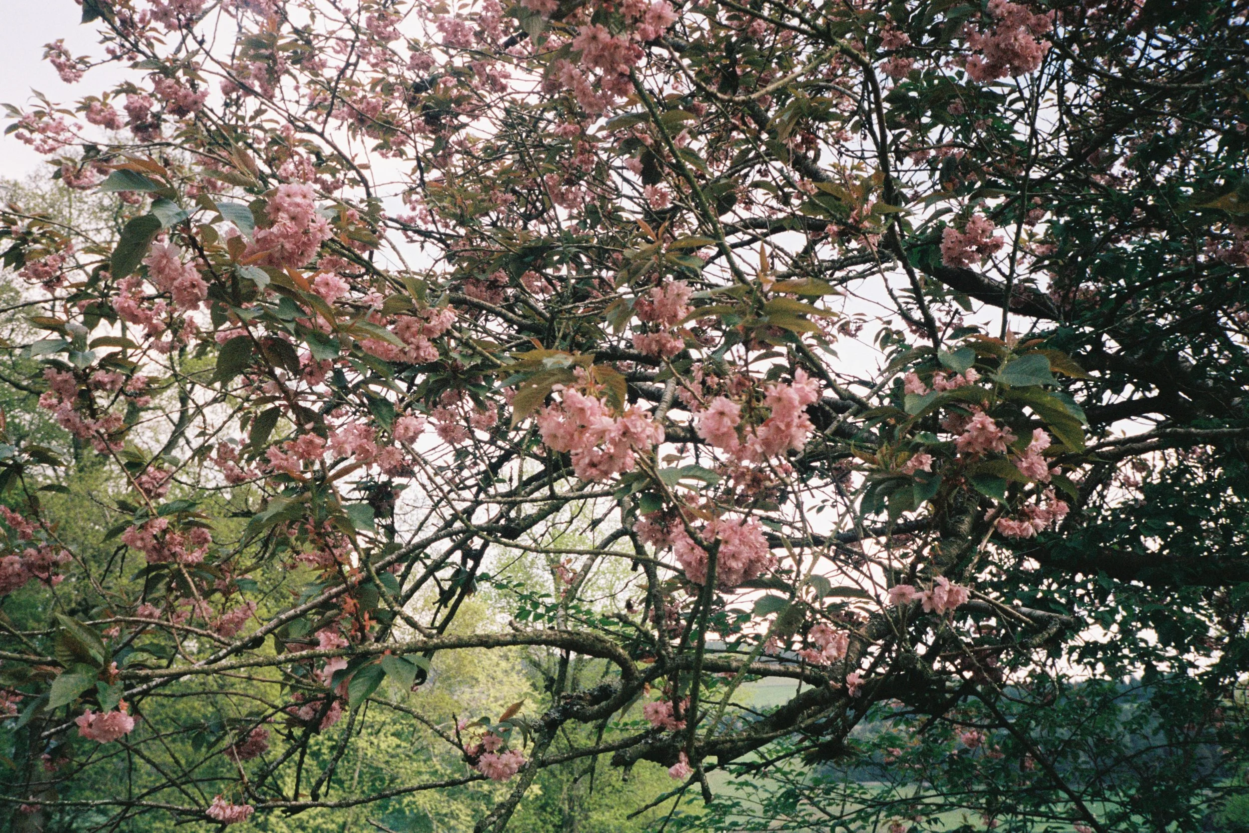 FILM_ANALOG_WEDDING_PHOTOGRAPHY 72.JPG