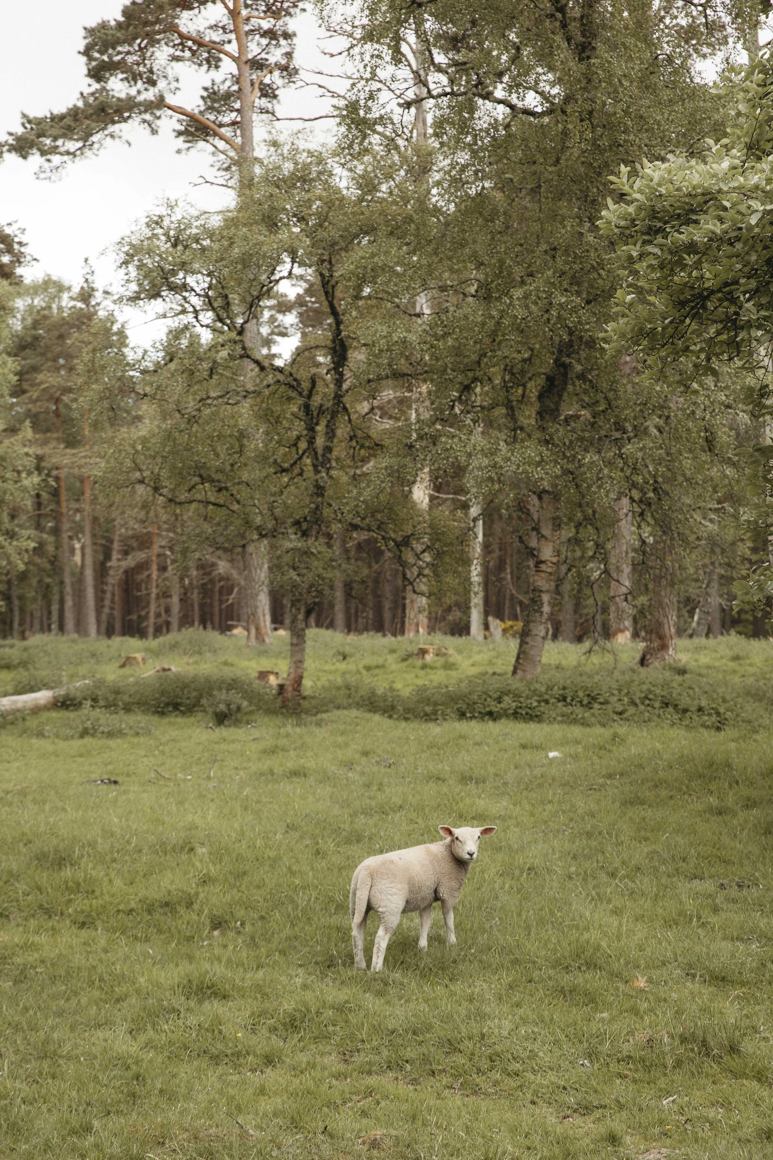 DELL_OF_ABERNETHY_WEDDING_PHOTOGRAPHY 4.jpg