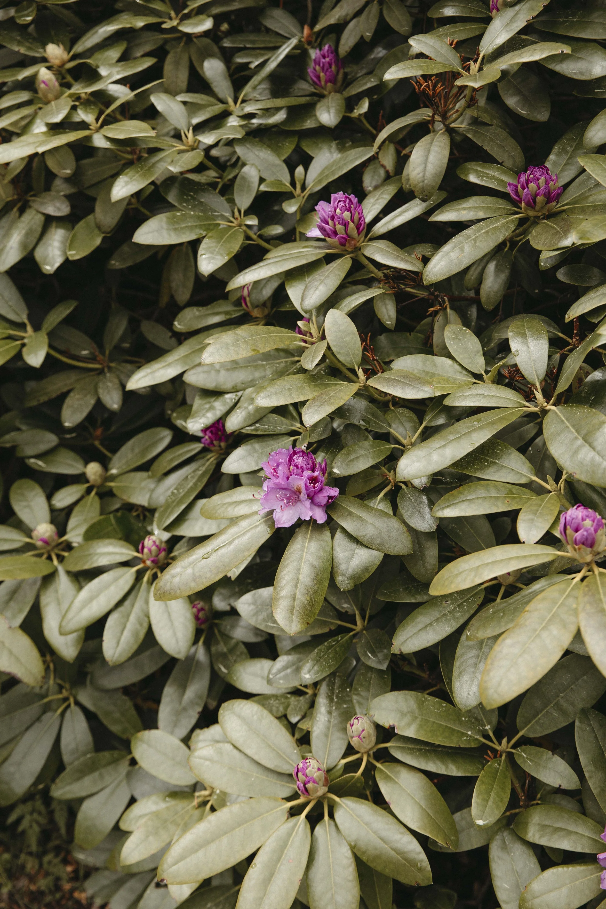 DELL_OF_ABERNETHY_WEDDING_PHOTOGRAPHY 17.jpg