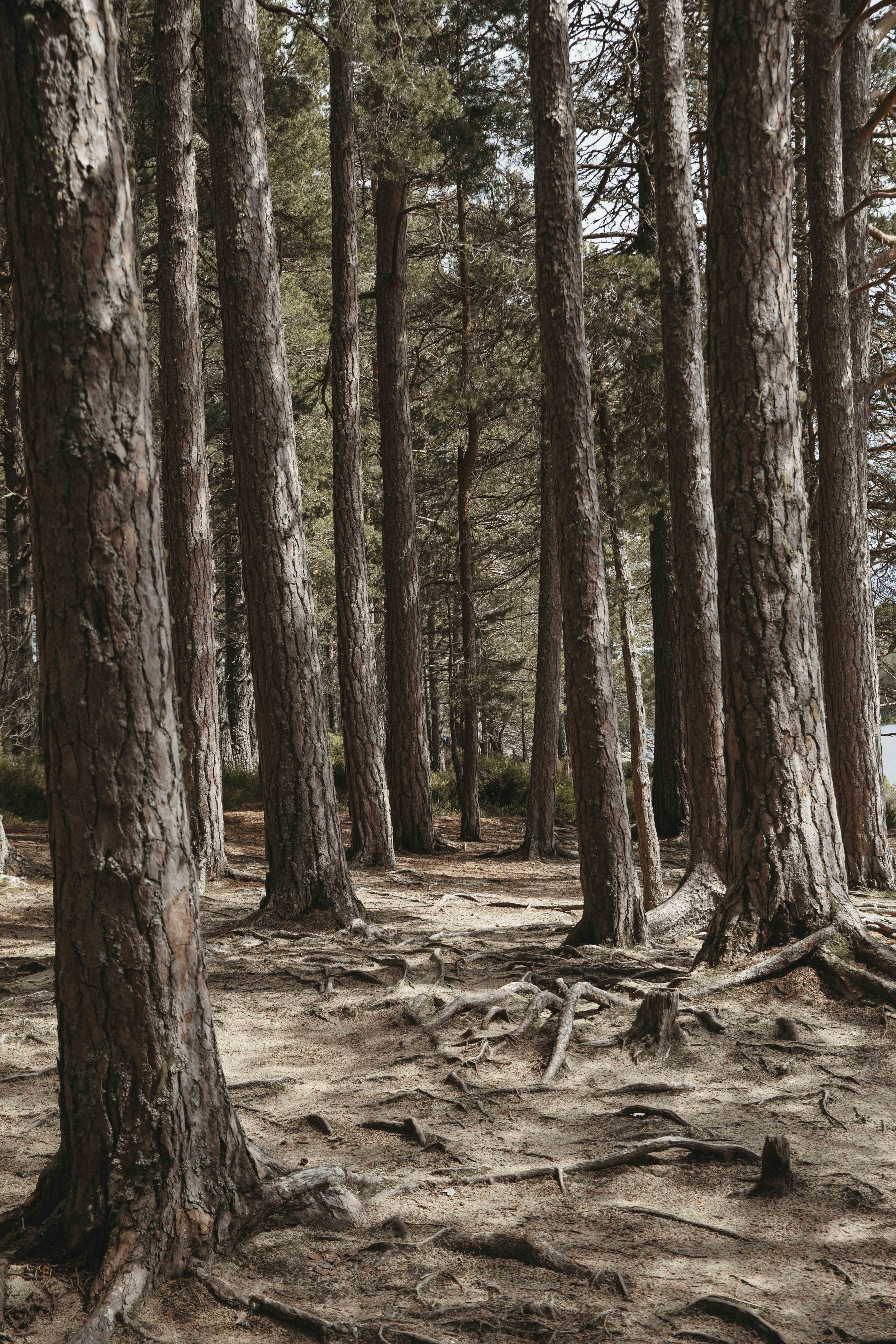 DELL_OF_ABERNETHY_WEDDING_PHOTOGRAPHY 50.jpg