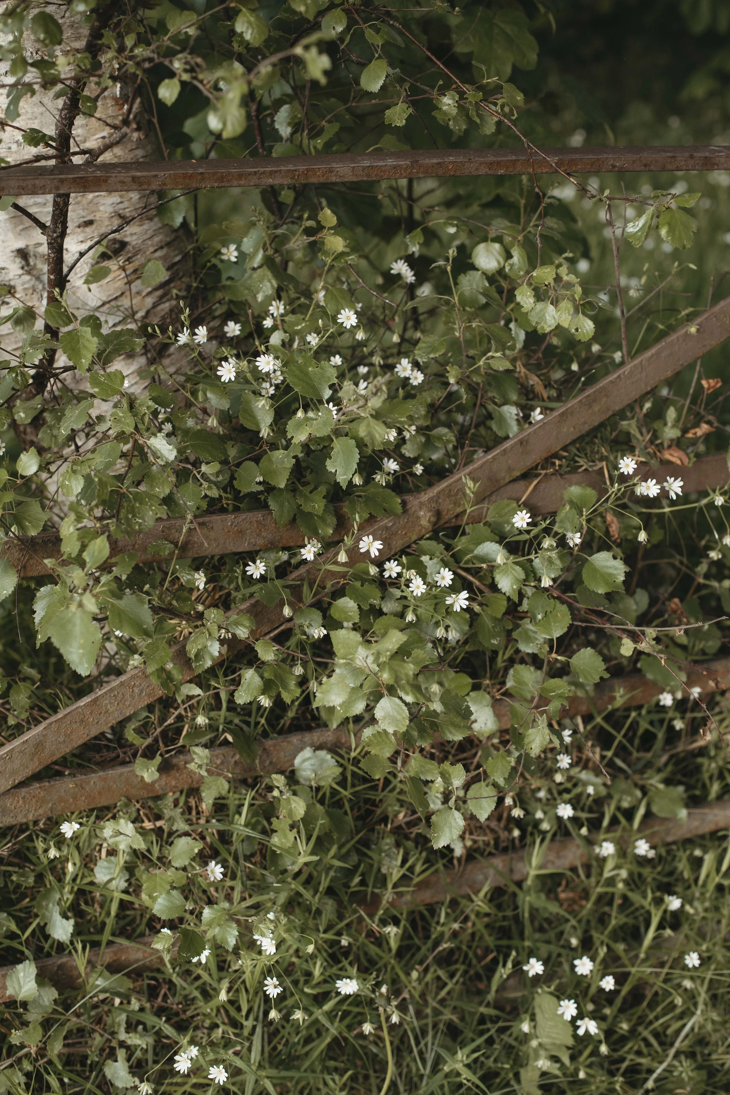 DELL_OF_ABERNETHY_WEDDING_PHOTOGRAPHY 205.jpg