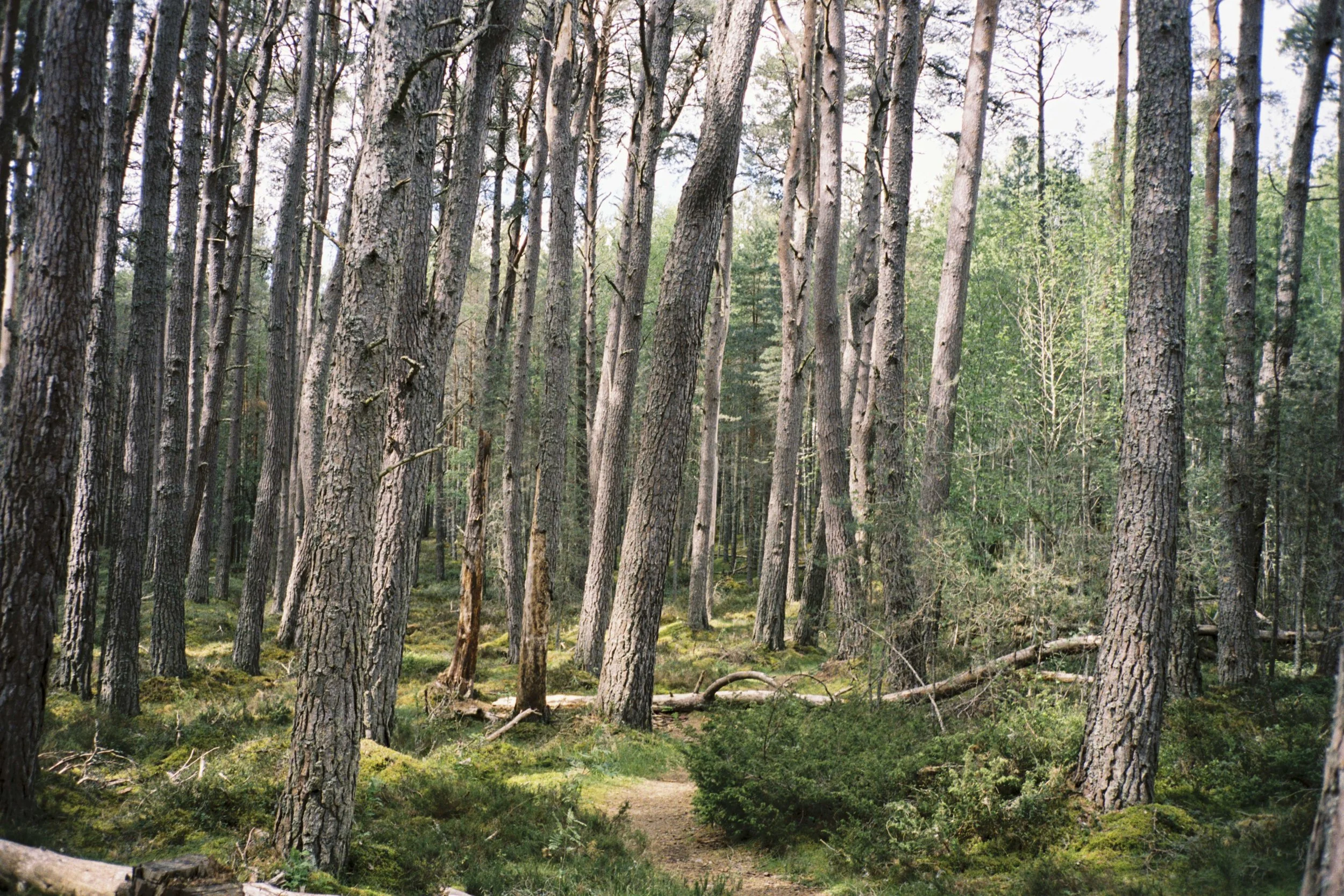 DELL_OF_ABERNETHY_WEDDING_PHOTOGRAPHY 259.jpg