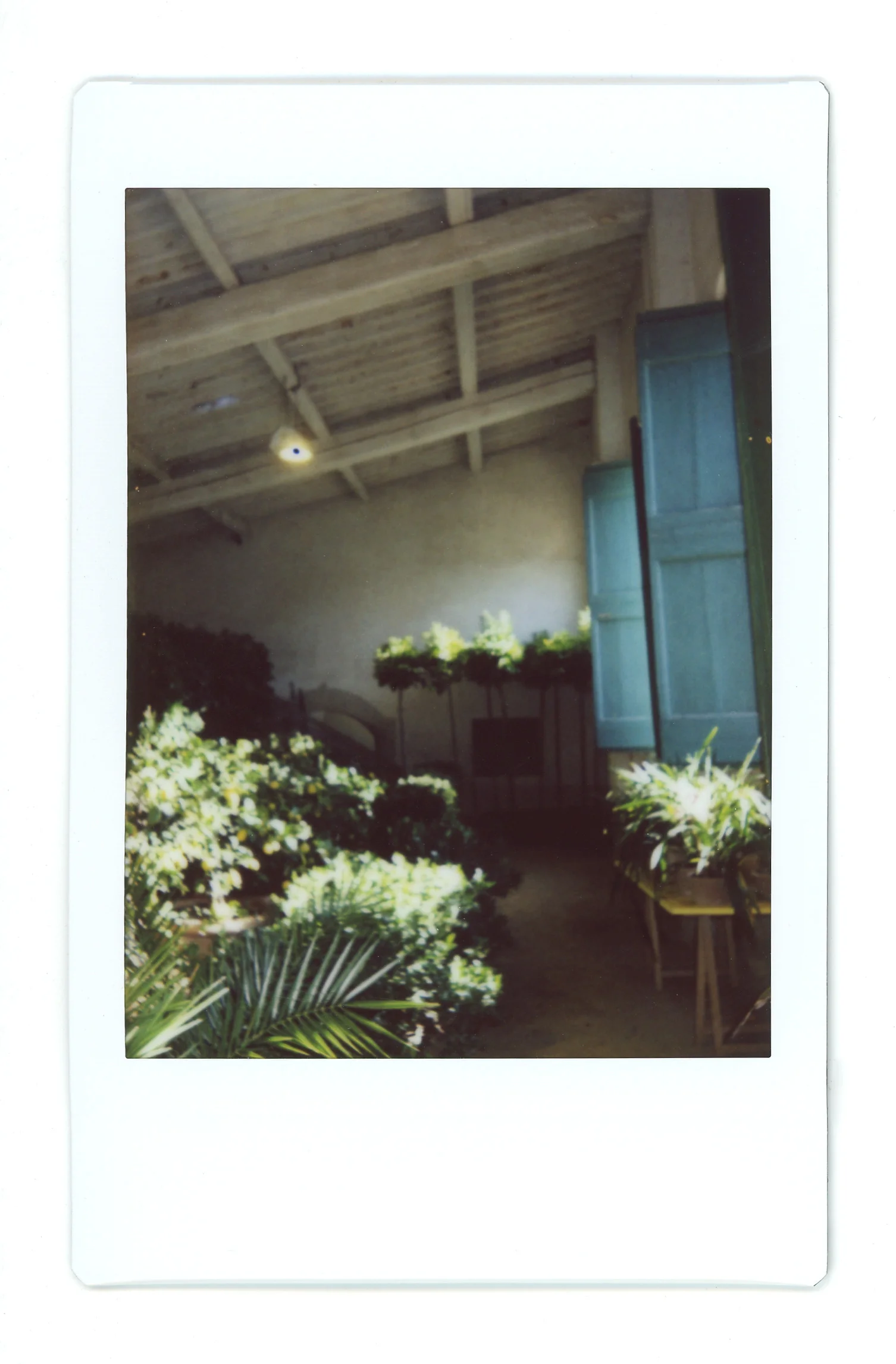 AMP_Polaroids_11.jpg
