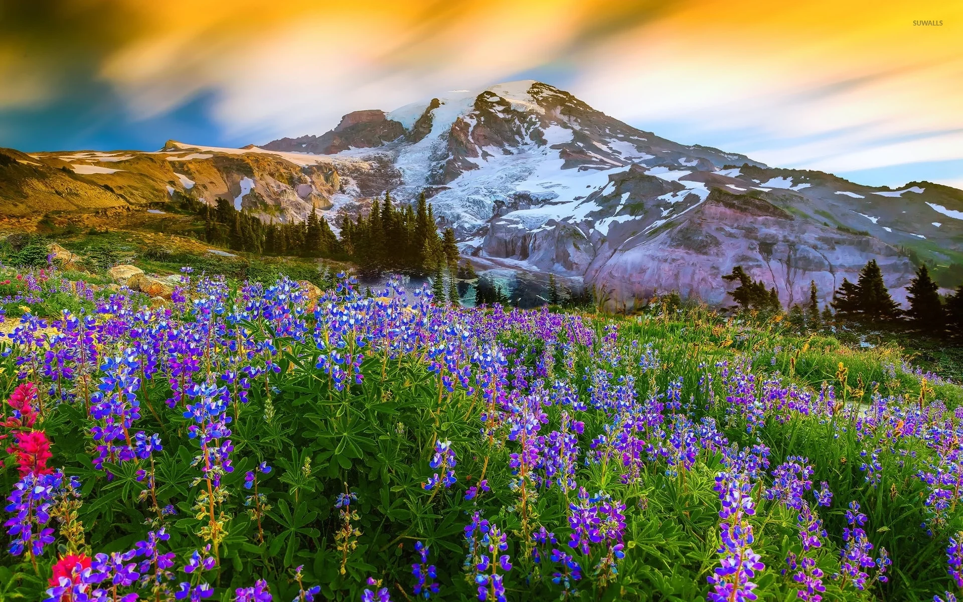 Rainier.jpg
