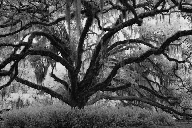 FGCU deleone tree-2.jpg