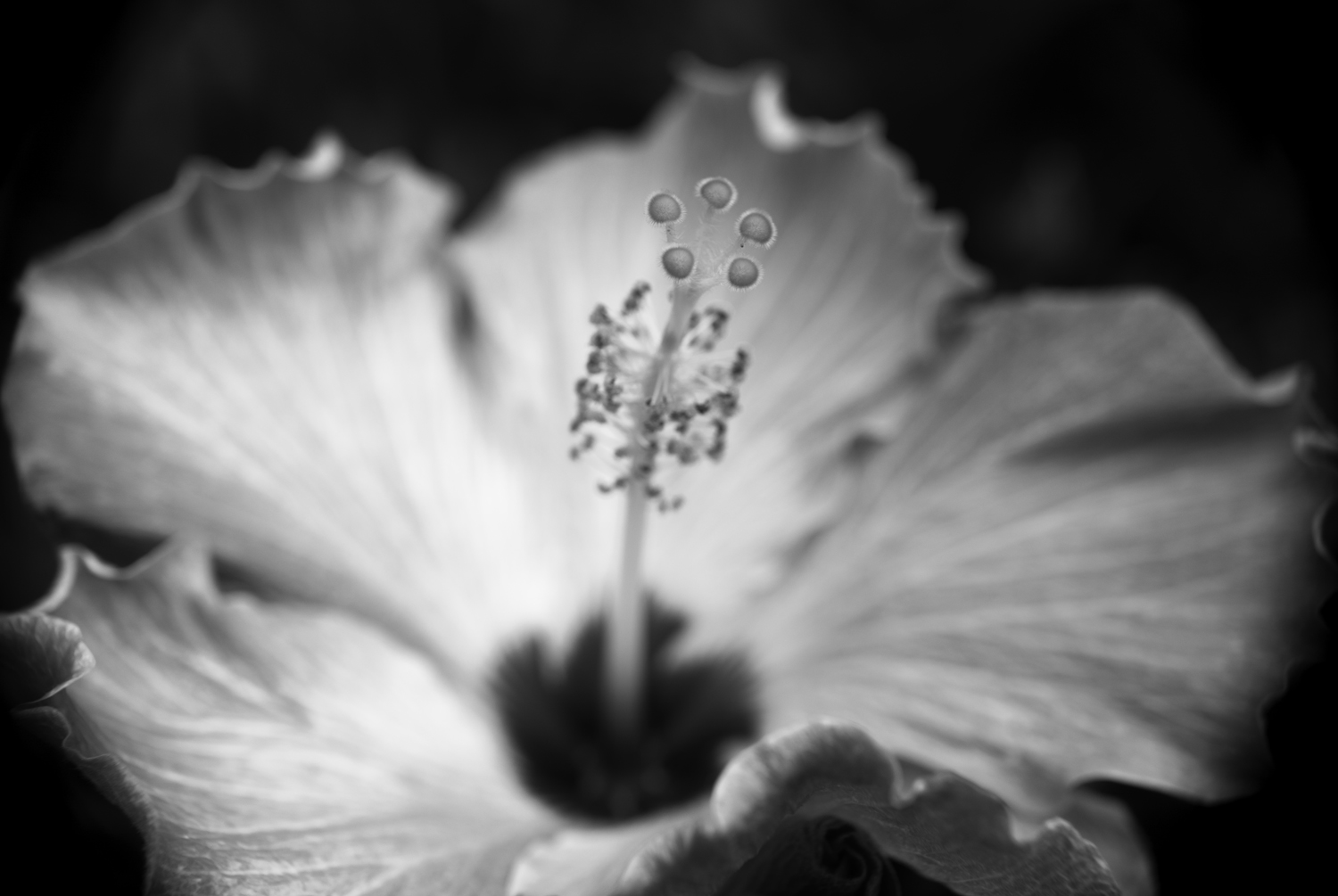 Flower 3.jpg