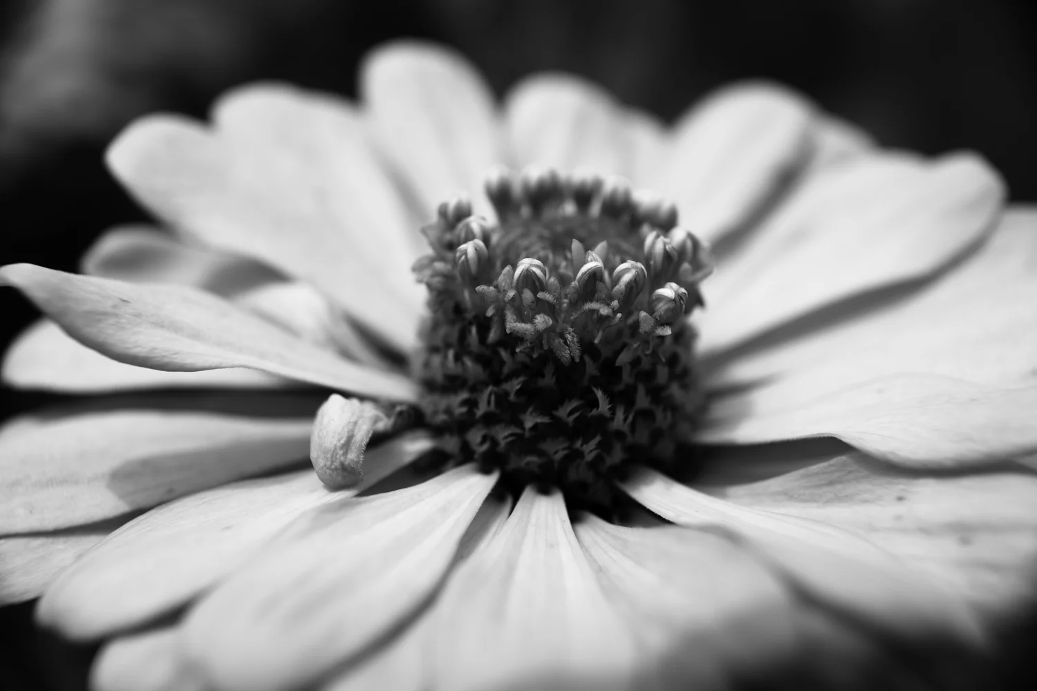 Flower 9.jpg