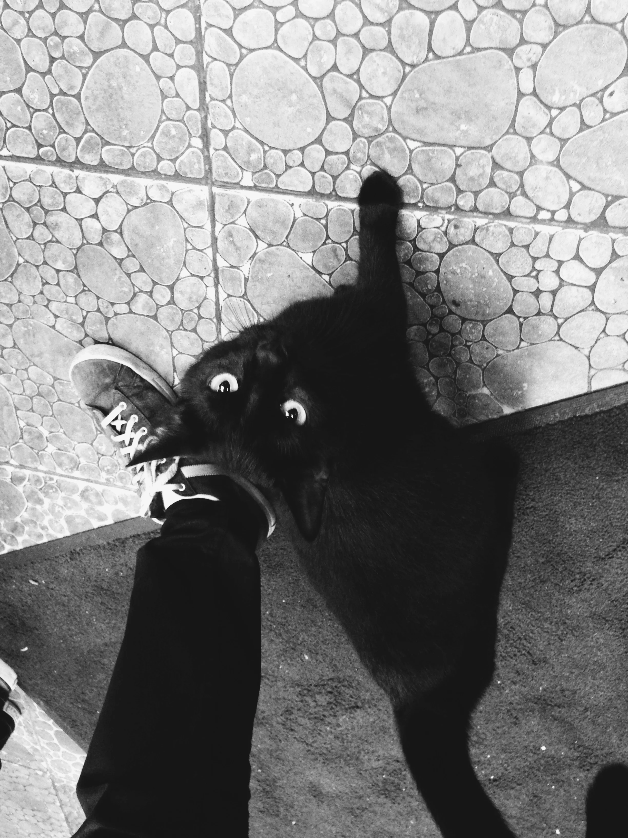 Giant black cat shows up late at night at 24/7 Shawarma place, that also lists "Crude Oils" as a main dish on the menu