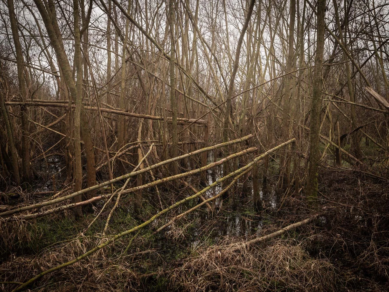 Rheinaue Walsum (2023)