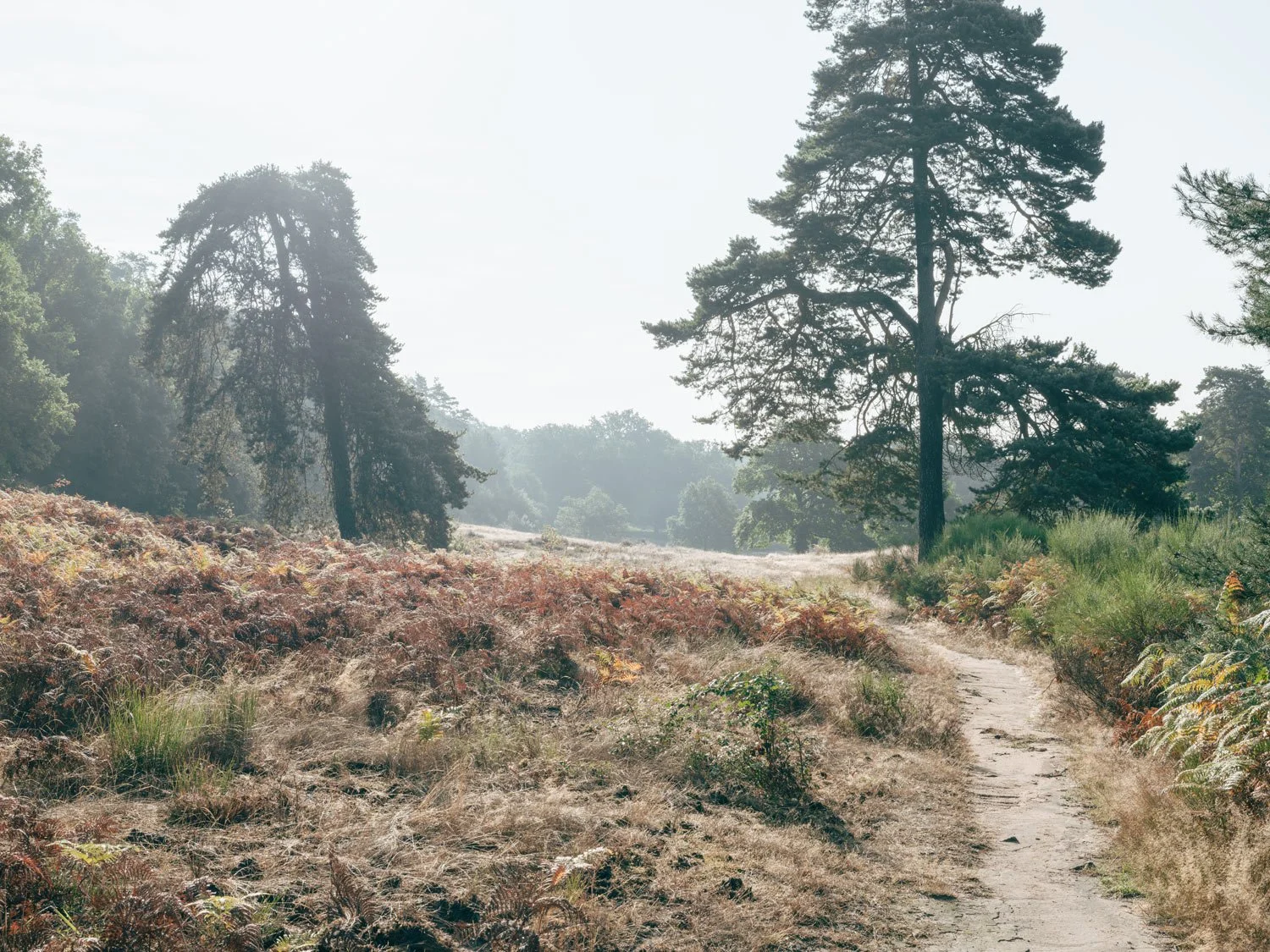 Wahner Heide (2026)