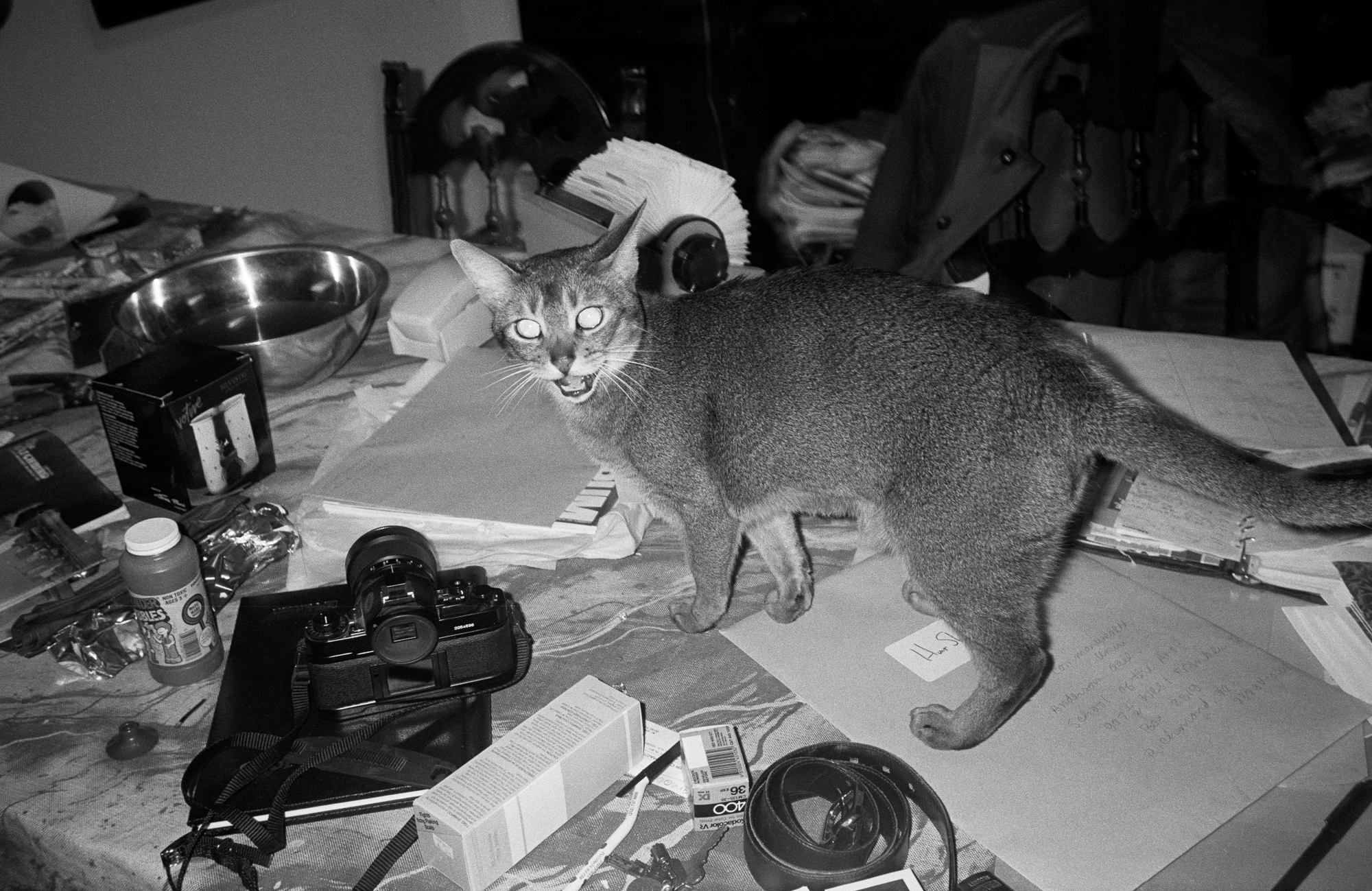  Kitu the cat explores table at artist Hunt Slonem’s studio on Houston Street. (1988) 