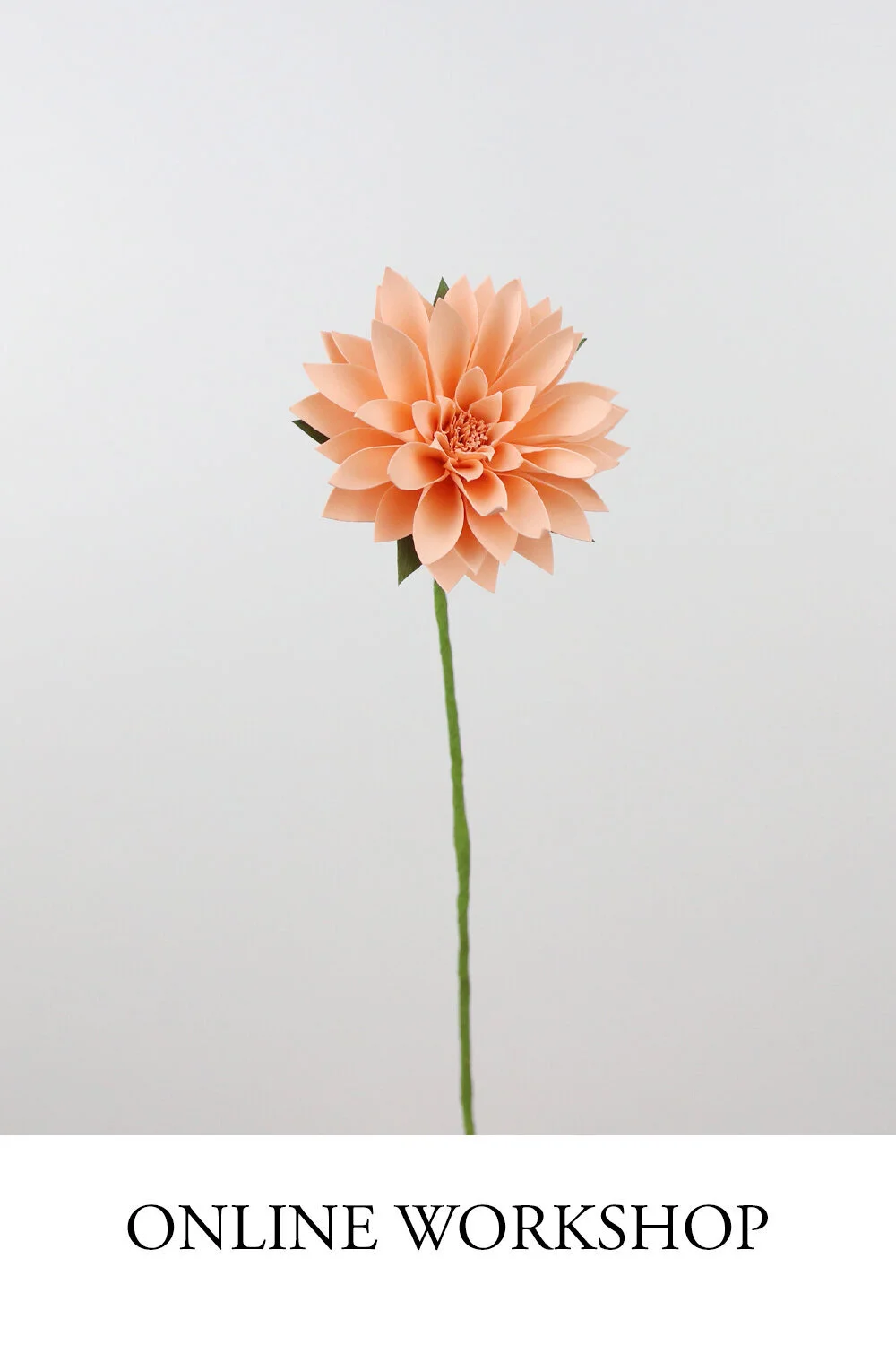 DAHLIA.jpg