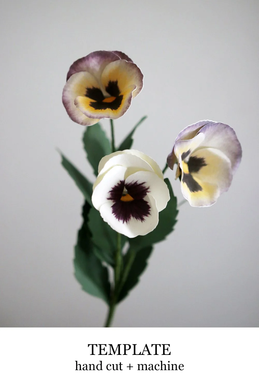 Pansy