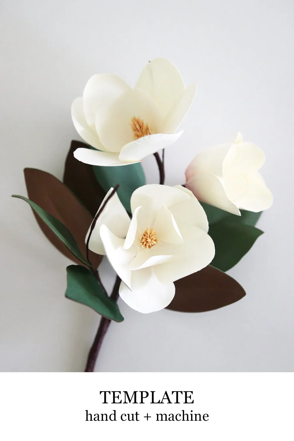 Magnolia