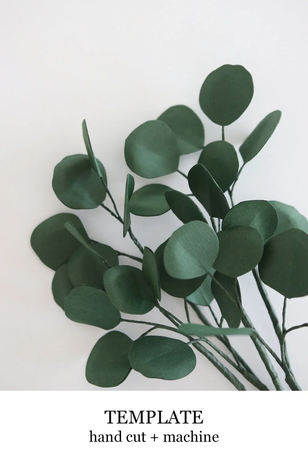 Silver Dollar Eucalyptus