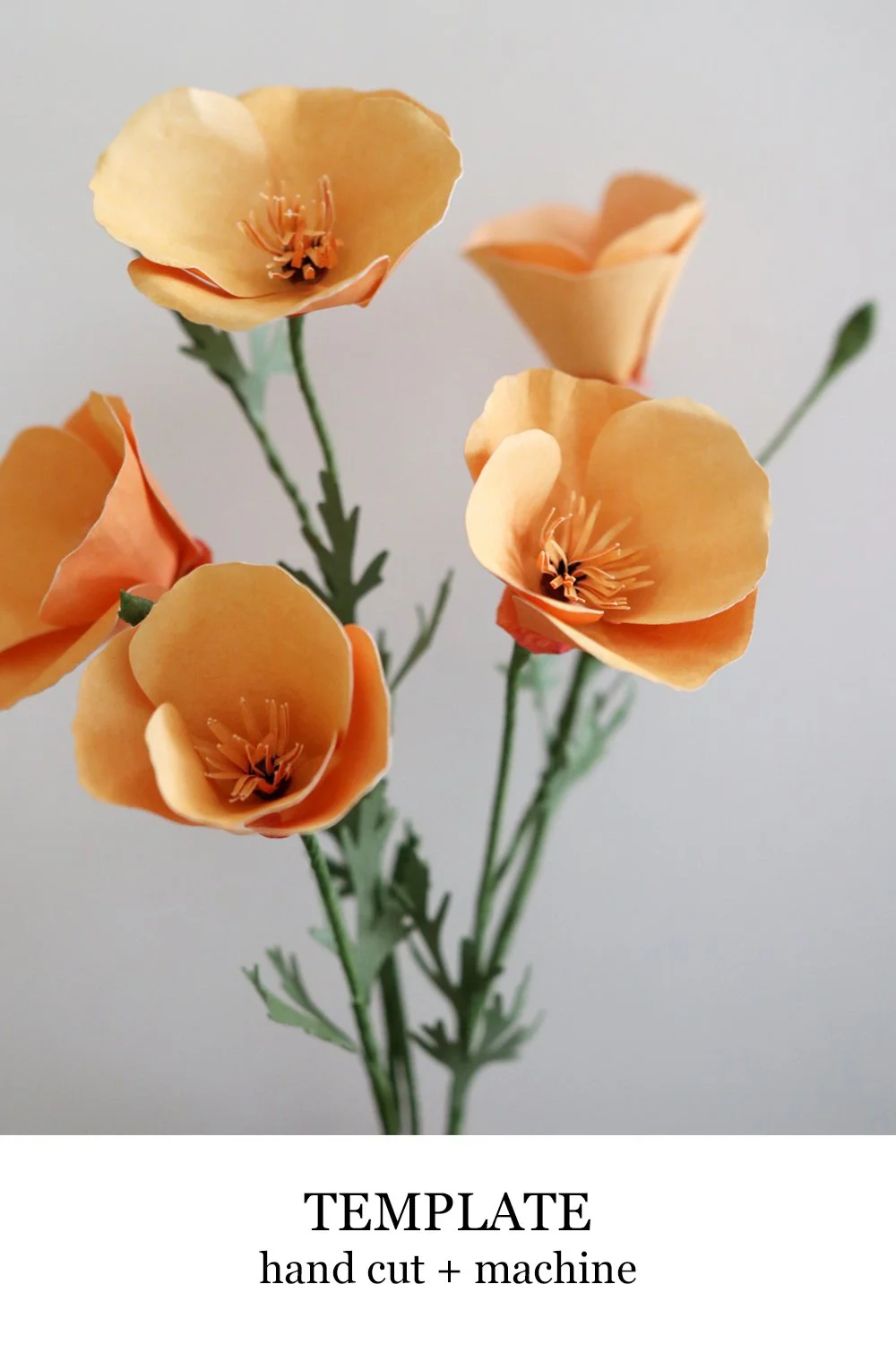 California Poppies