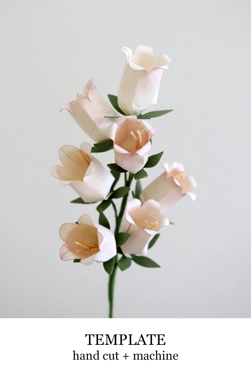 campanula.jpg