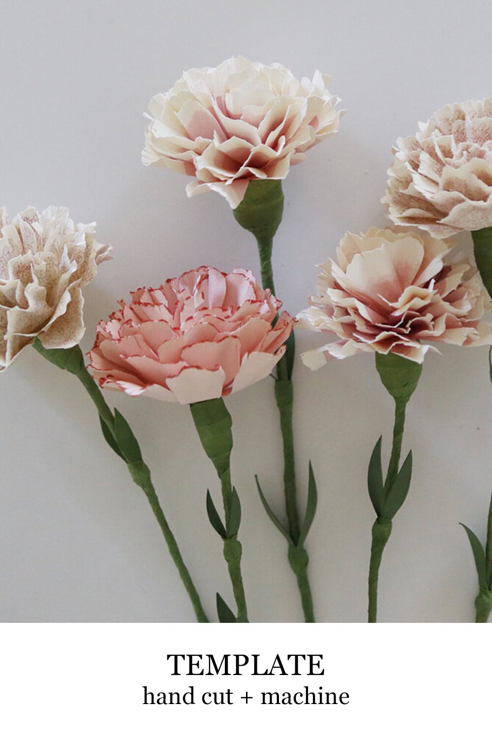 carnation.jpg