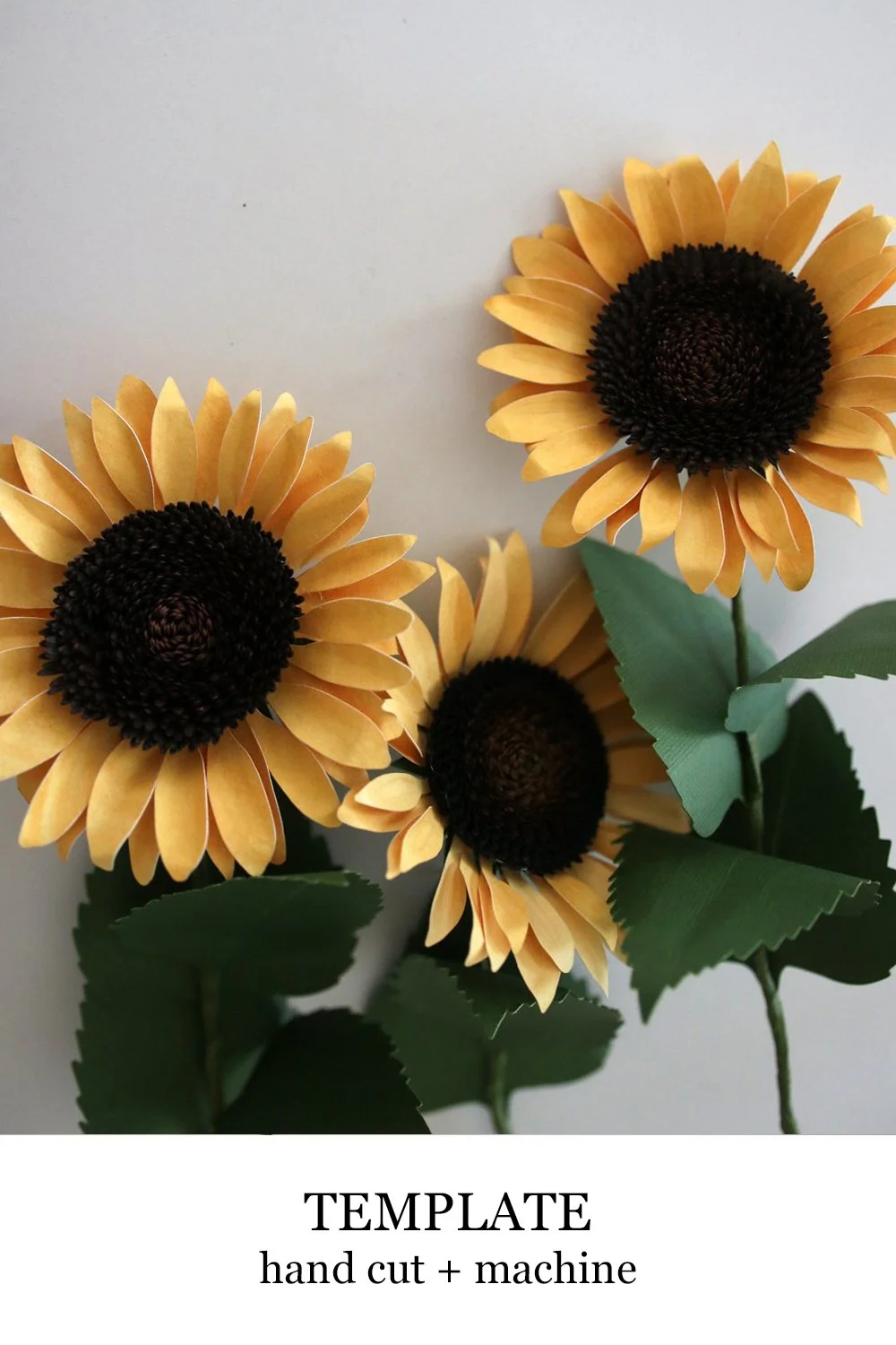 sunflower.jpg