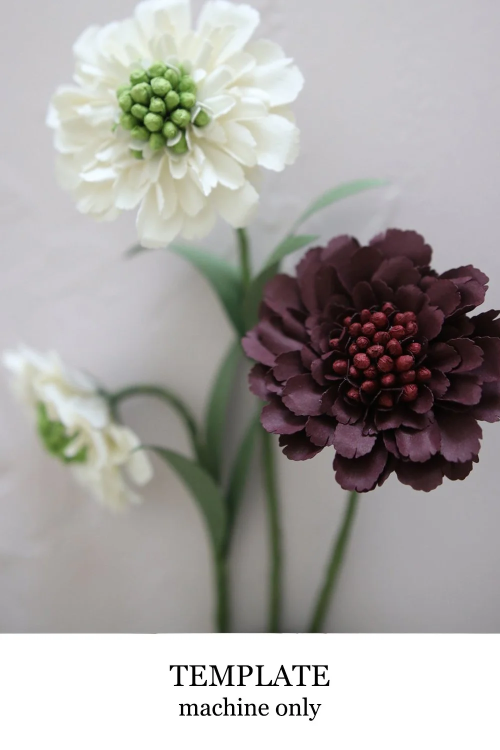 scabiosa copy.jpg