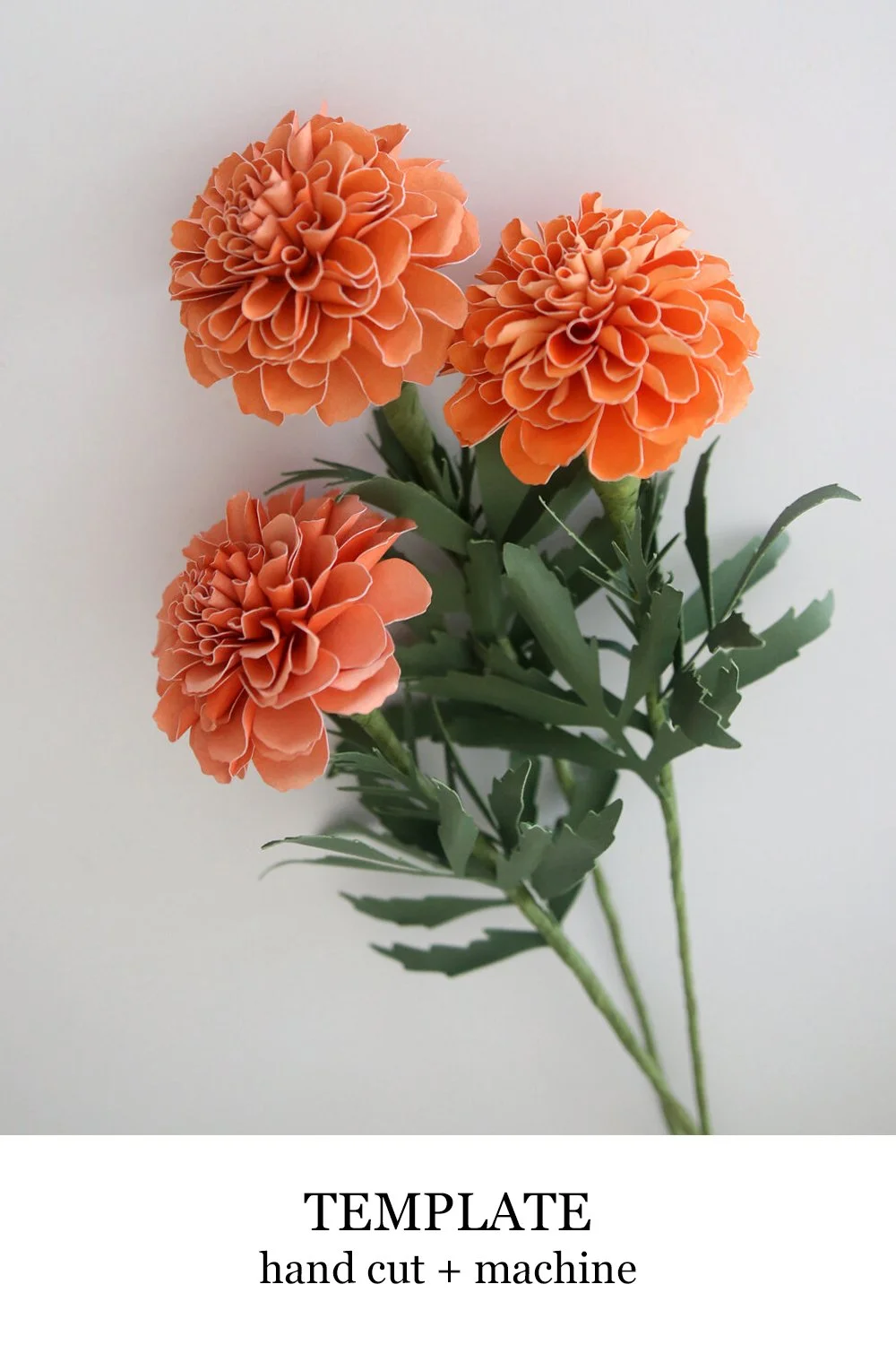 marigold.jpg