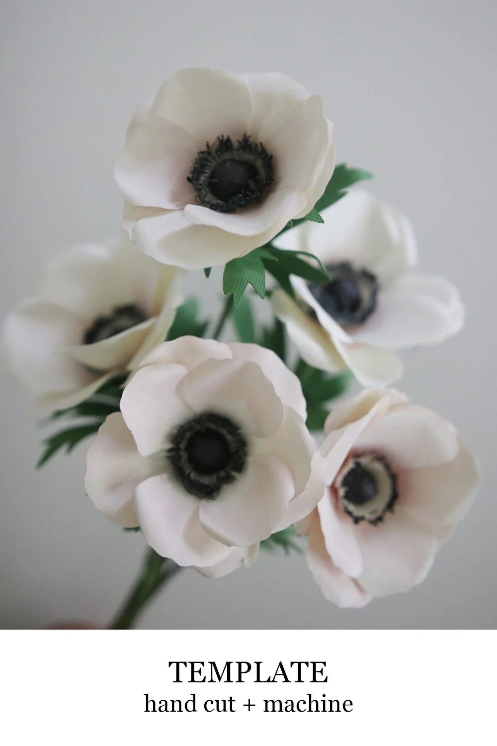 anemone.jpg