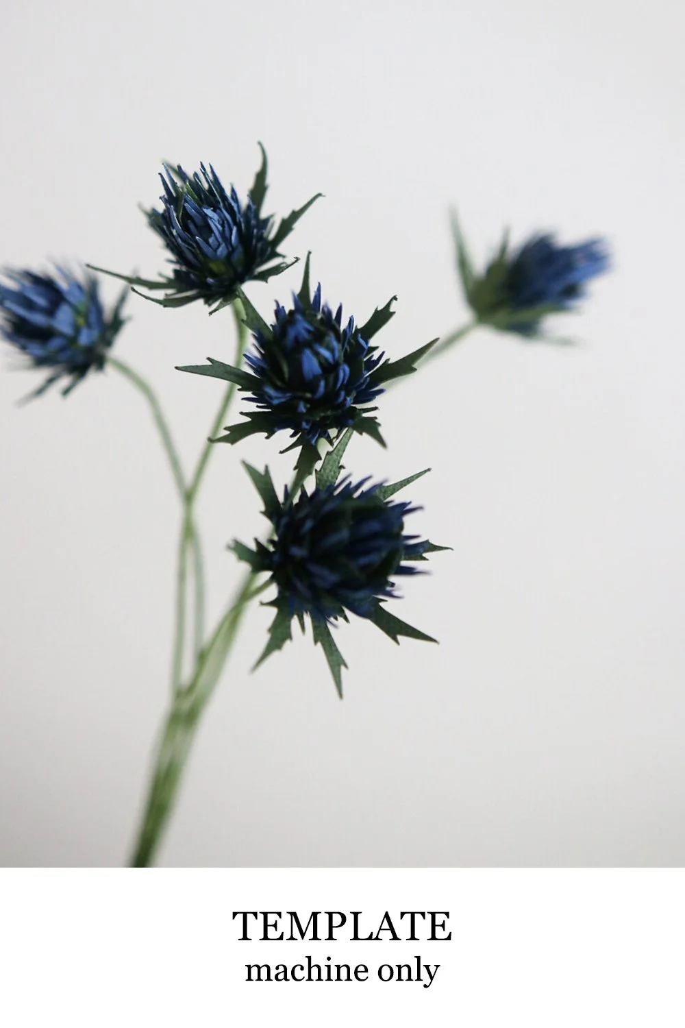 thistle.jpg