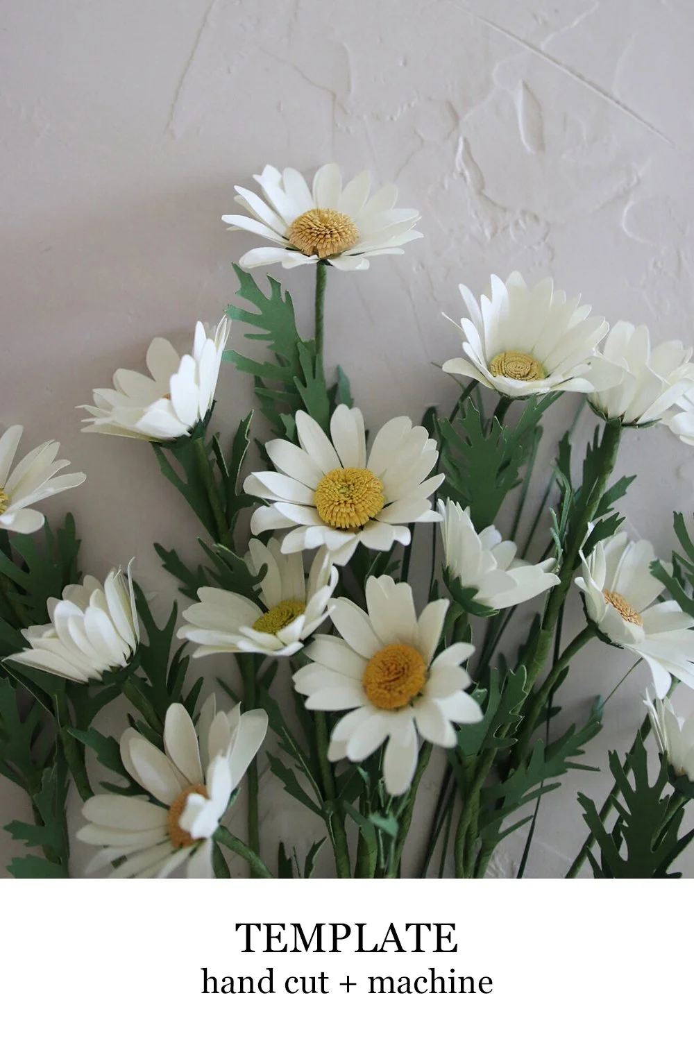 daisy.jpg