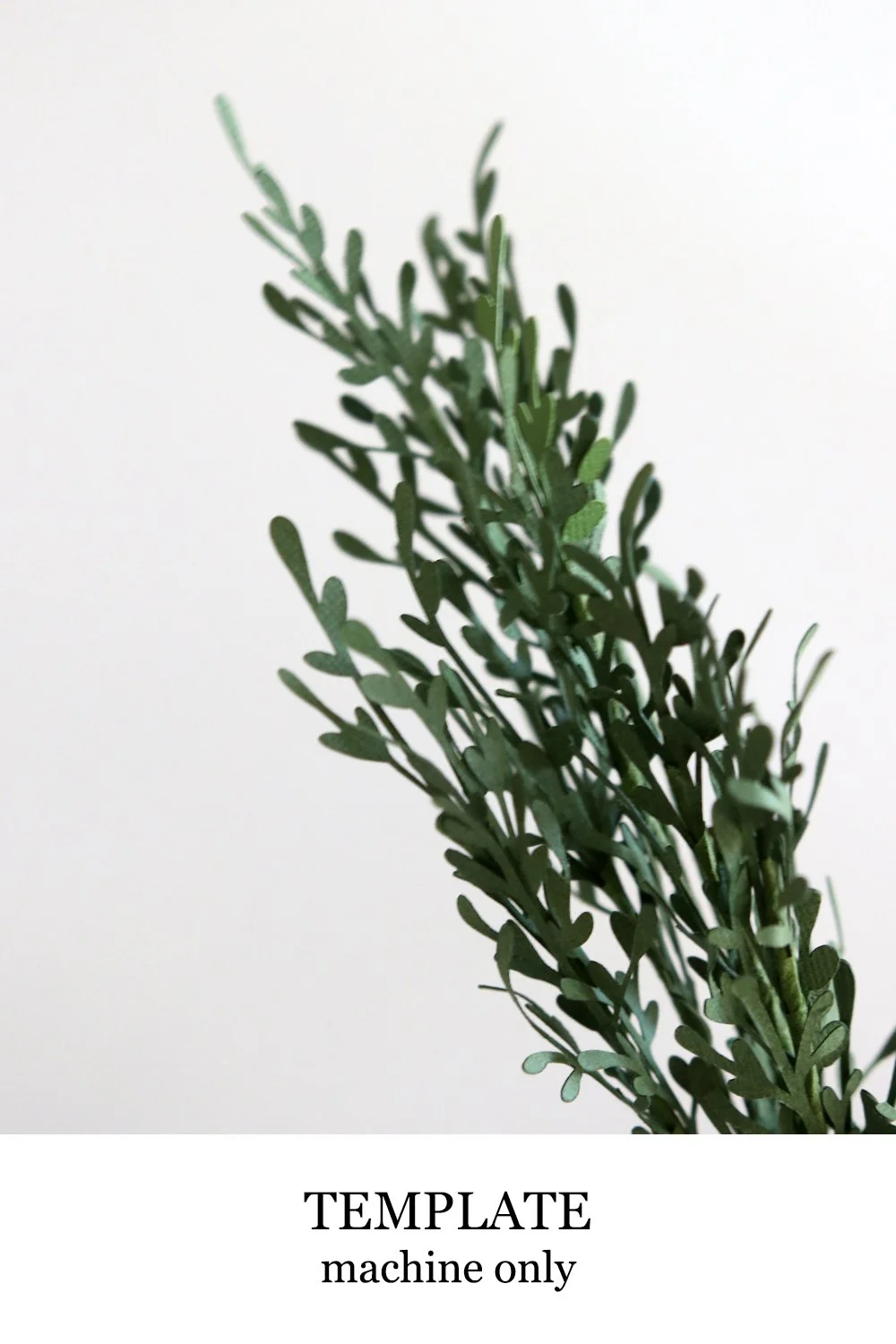 Foliage Leaves
