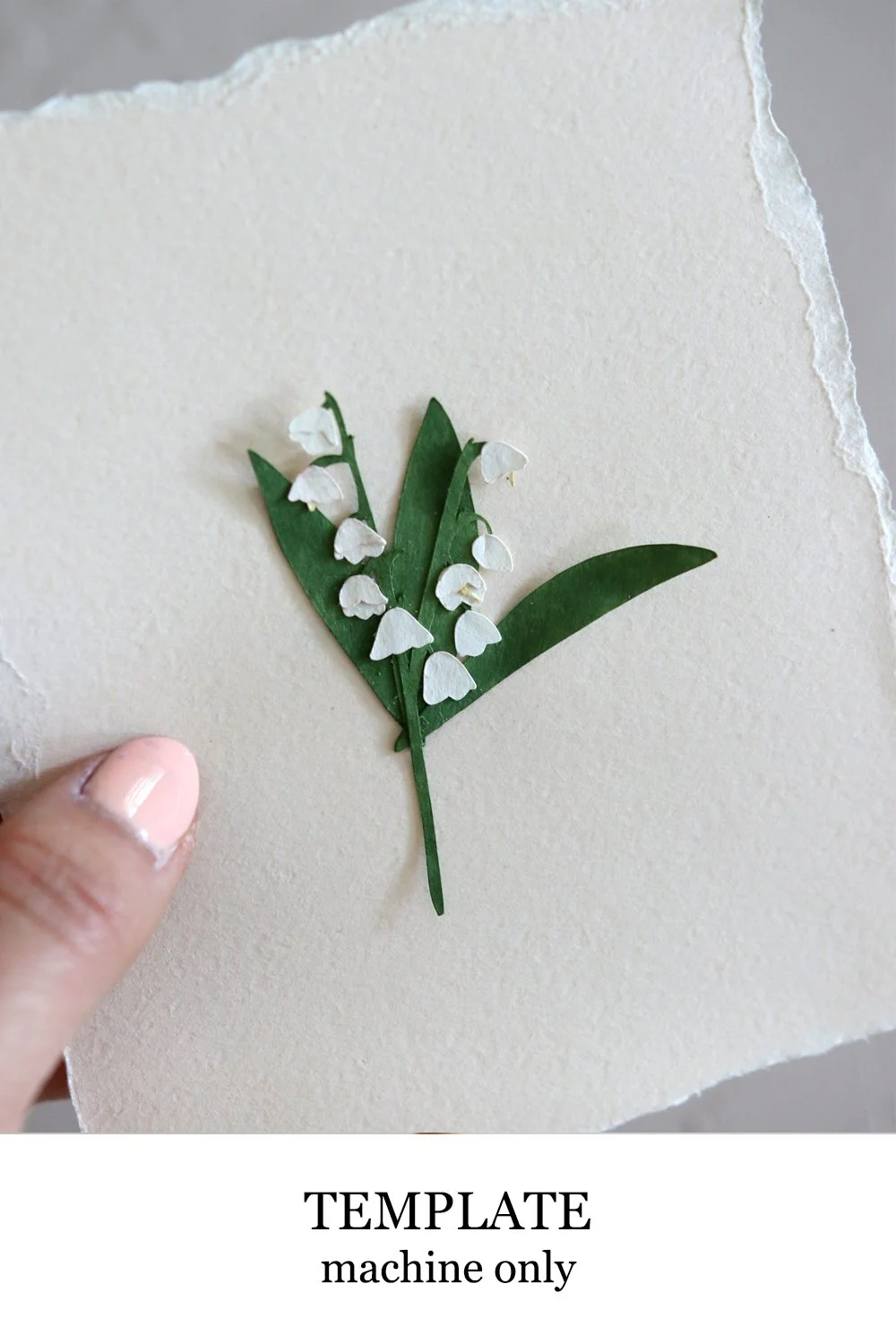 Lily of the Valley 2D