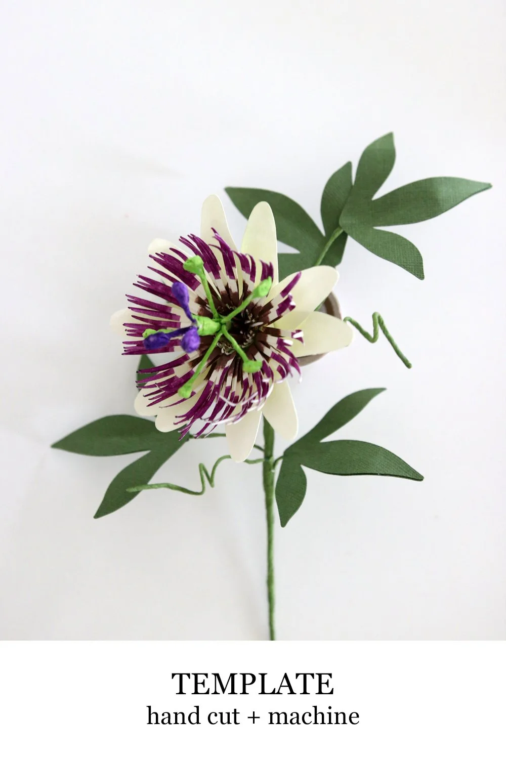 Passion Flower