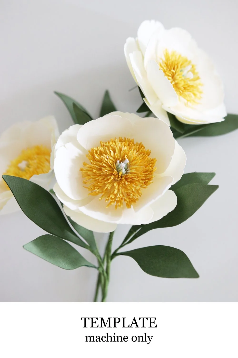 Claire De Lune Peony