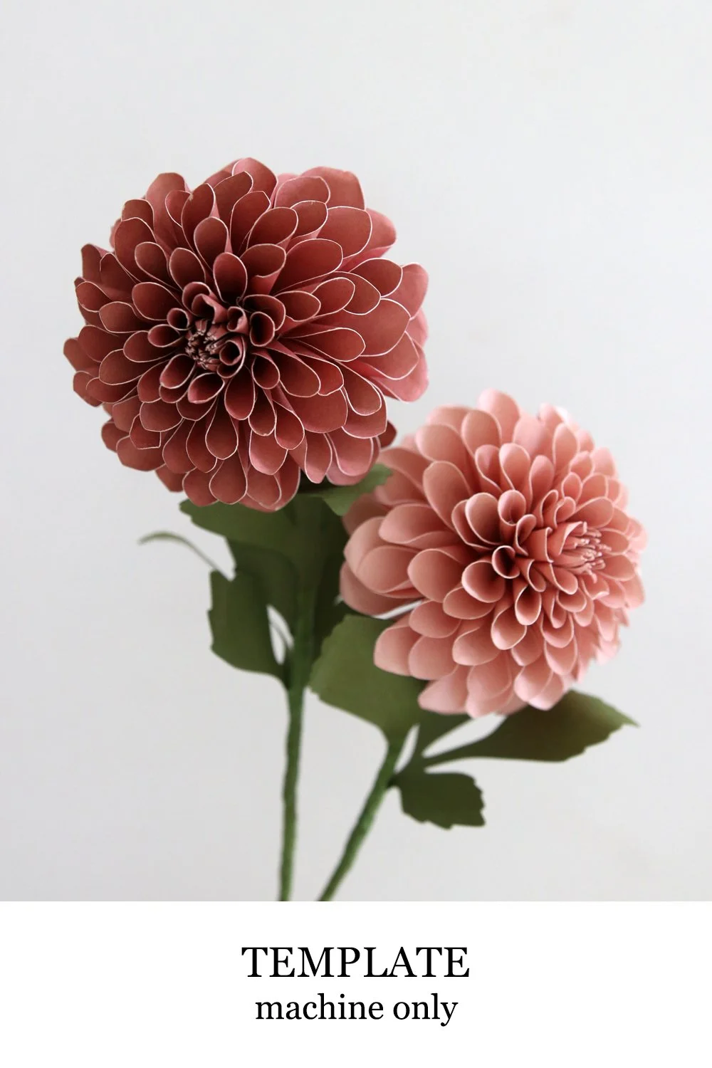 Dahlia Ball