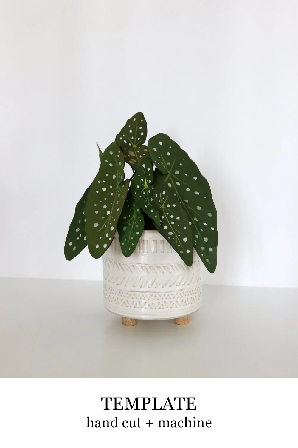 Begonia Plant