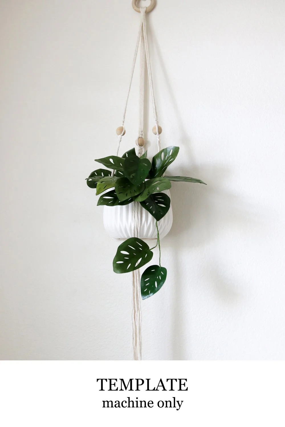 Monstera Swiss Cheese Plant
