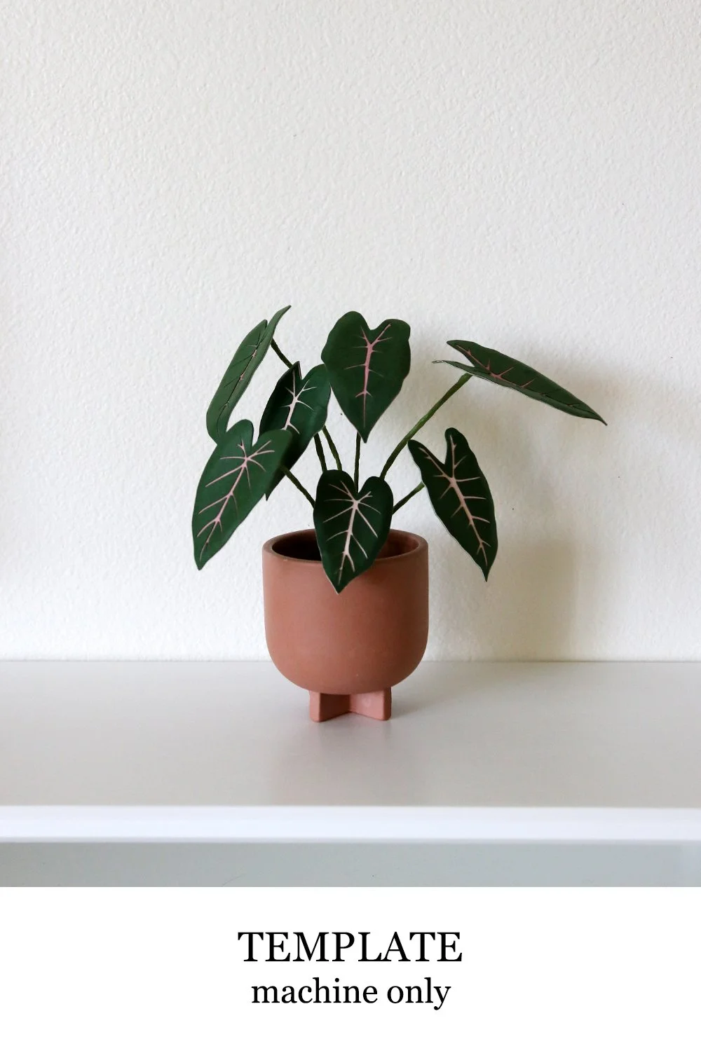 Philodendron Plant
