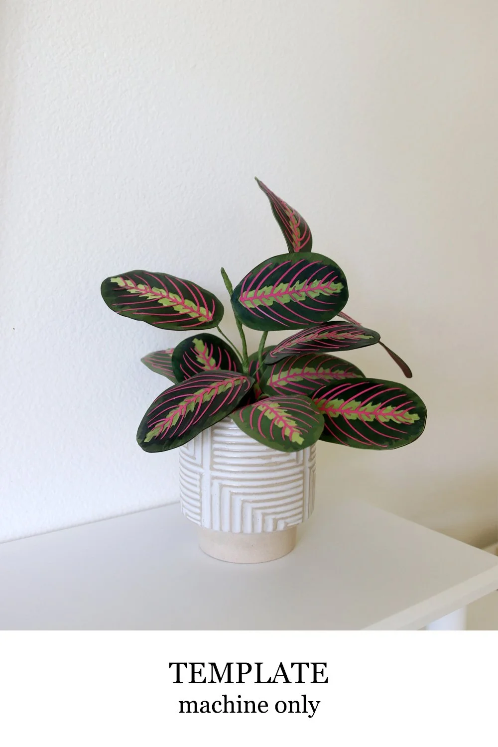 Prayer Plant