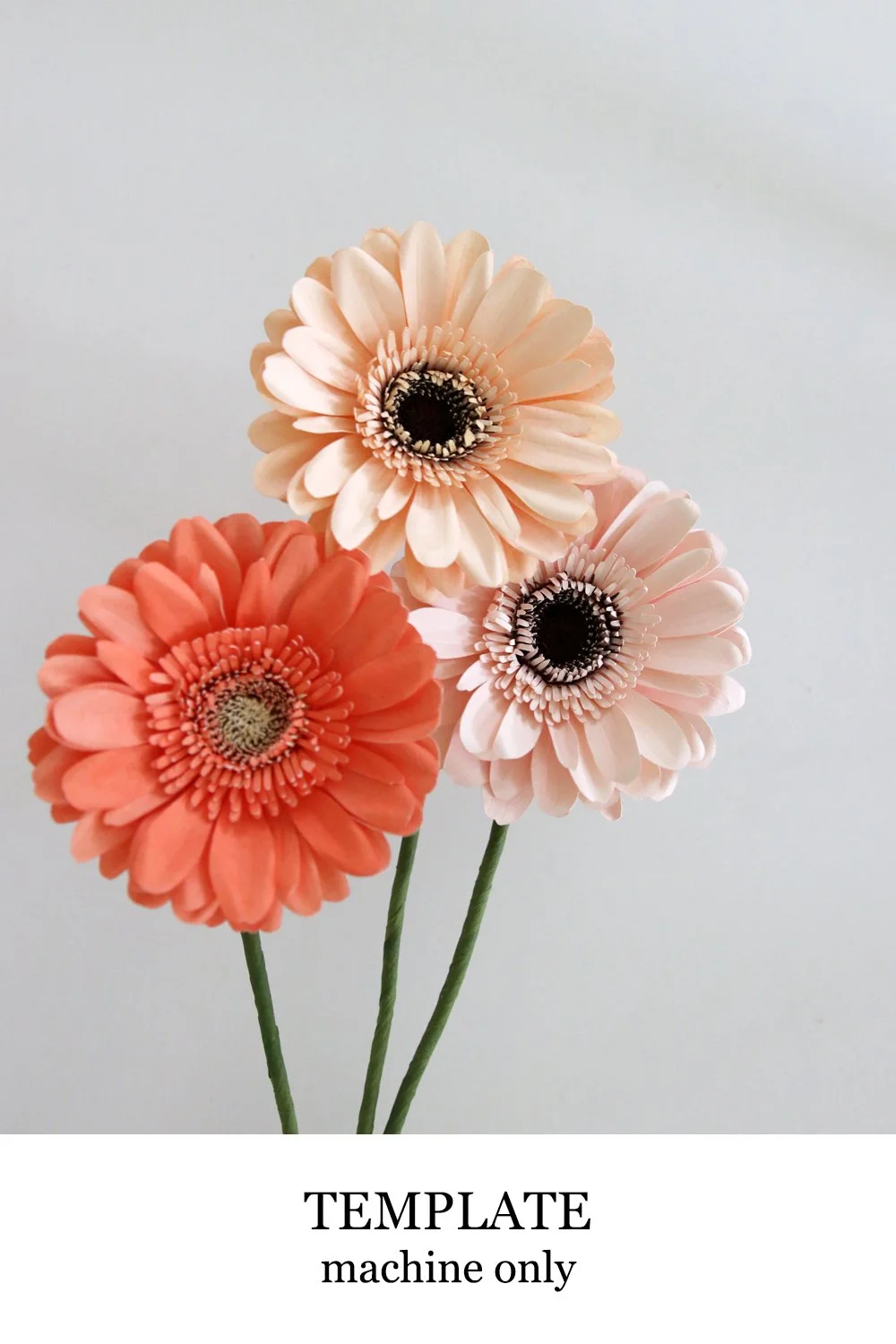Gerbera Daisy
