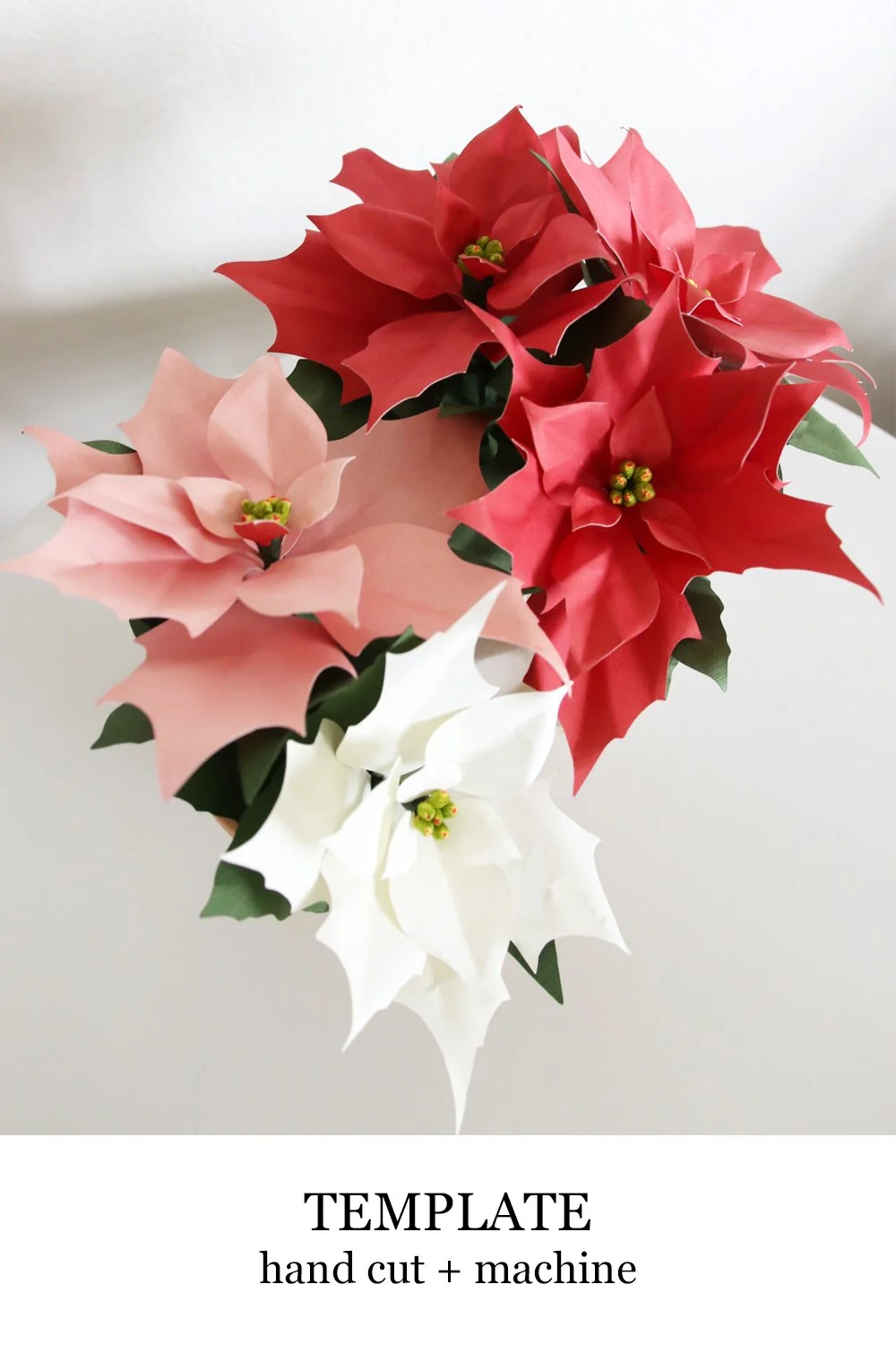 Poinsettia Holly